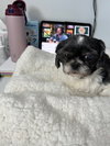 Daisy Belle