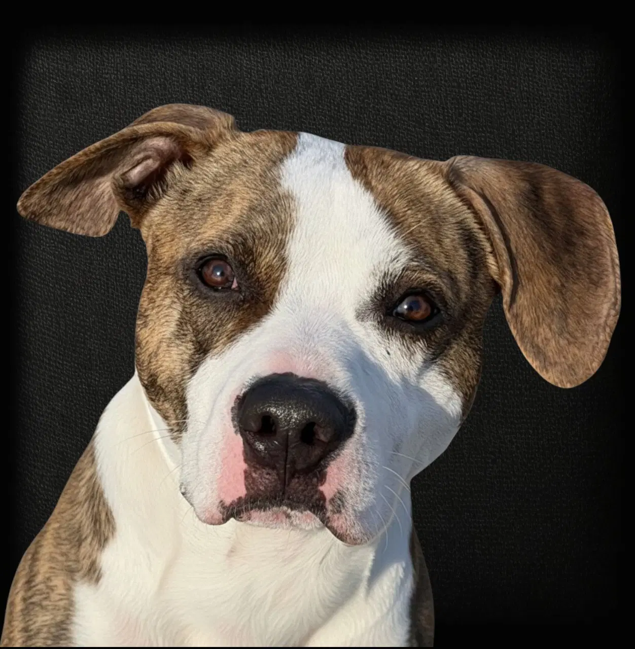 Rocky Road - Pit Bull Terrier