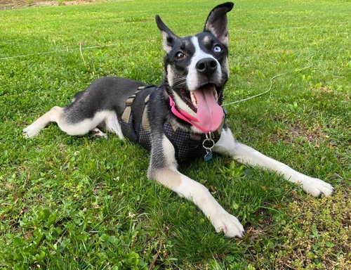 Bailey May, an adoptable Pit Bull Terrier in Berwick, PA
