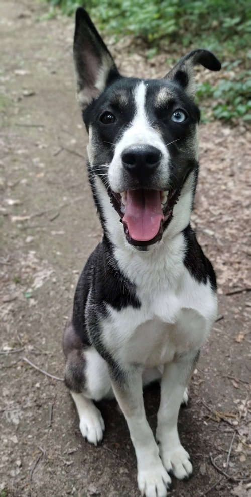 Bailey May, an adoptable Pit Bull Terrier in Berwick, PA