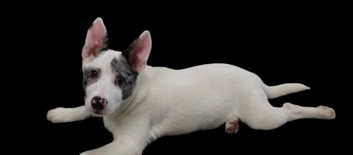 Possum