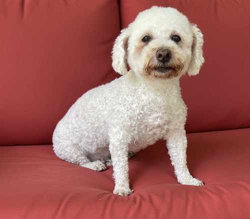 Tiffany, an adoptable Bichon Frise in Berwick, PA