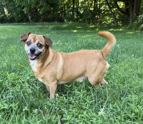 Chippy, an adoptable Chihuahua in Berwick, PA