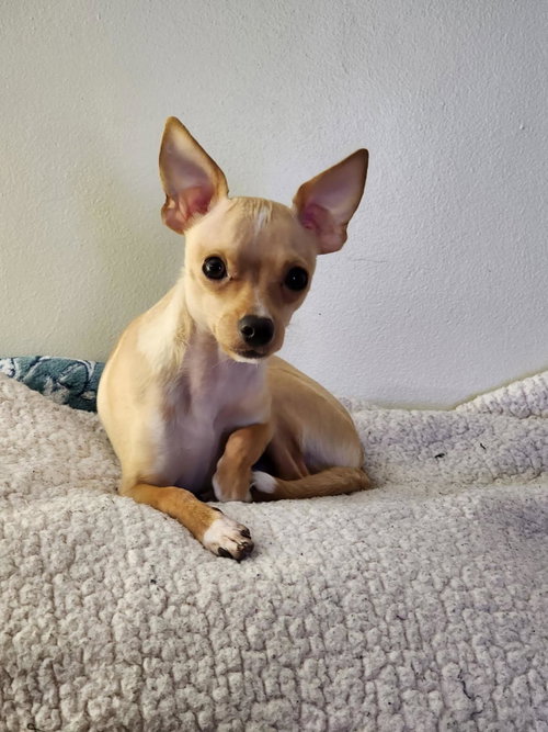 Benny