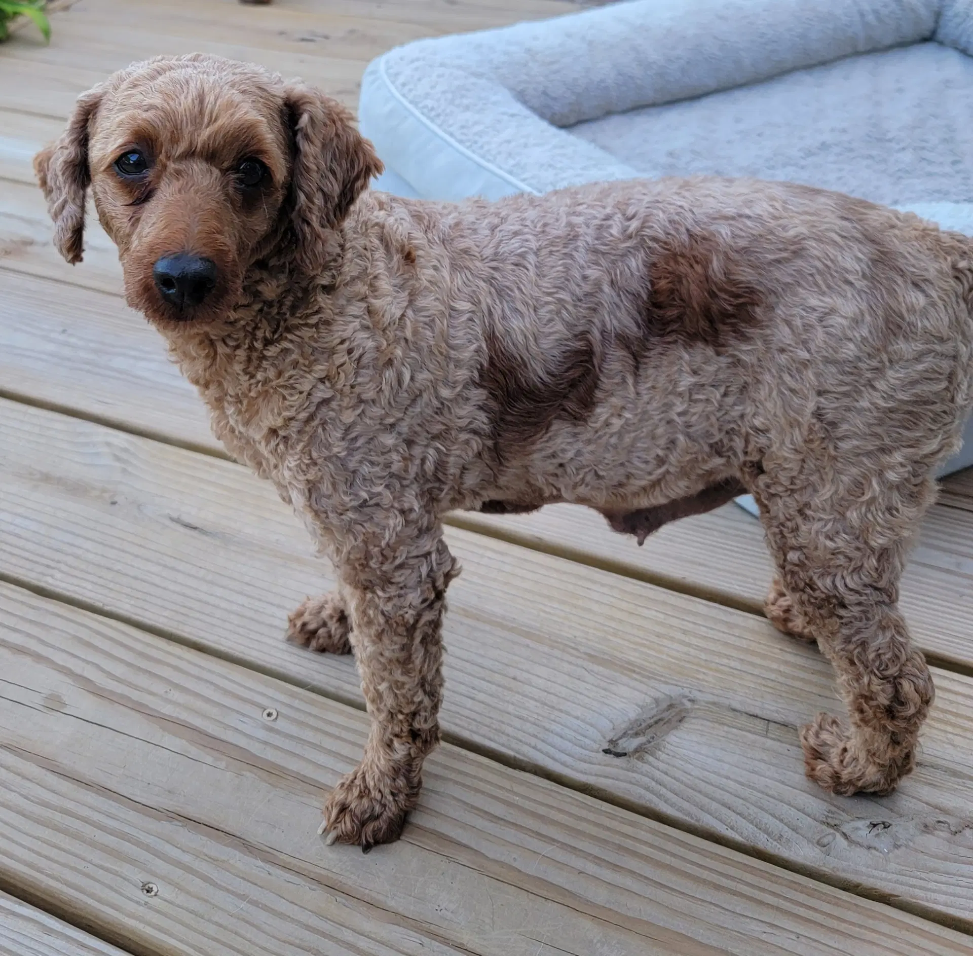 Josie - Poodle (Miniature)