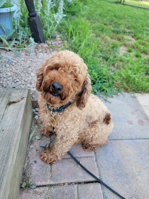 Josie, photo 3