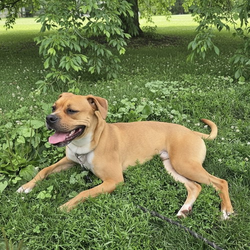 Bo Boxer, an adoptable Boxer in Berwick, PA
