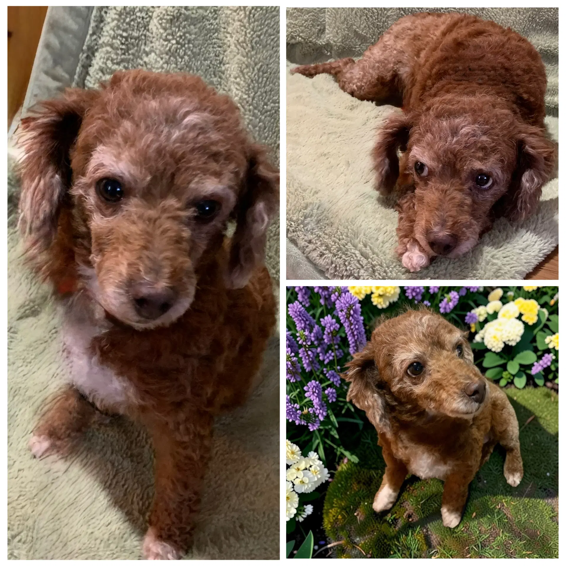Missy Sue - Poodle (Miniature)