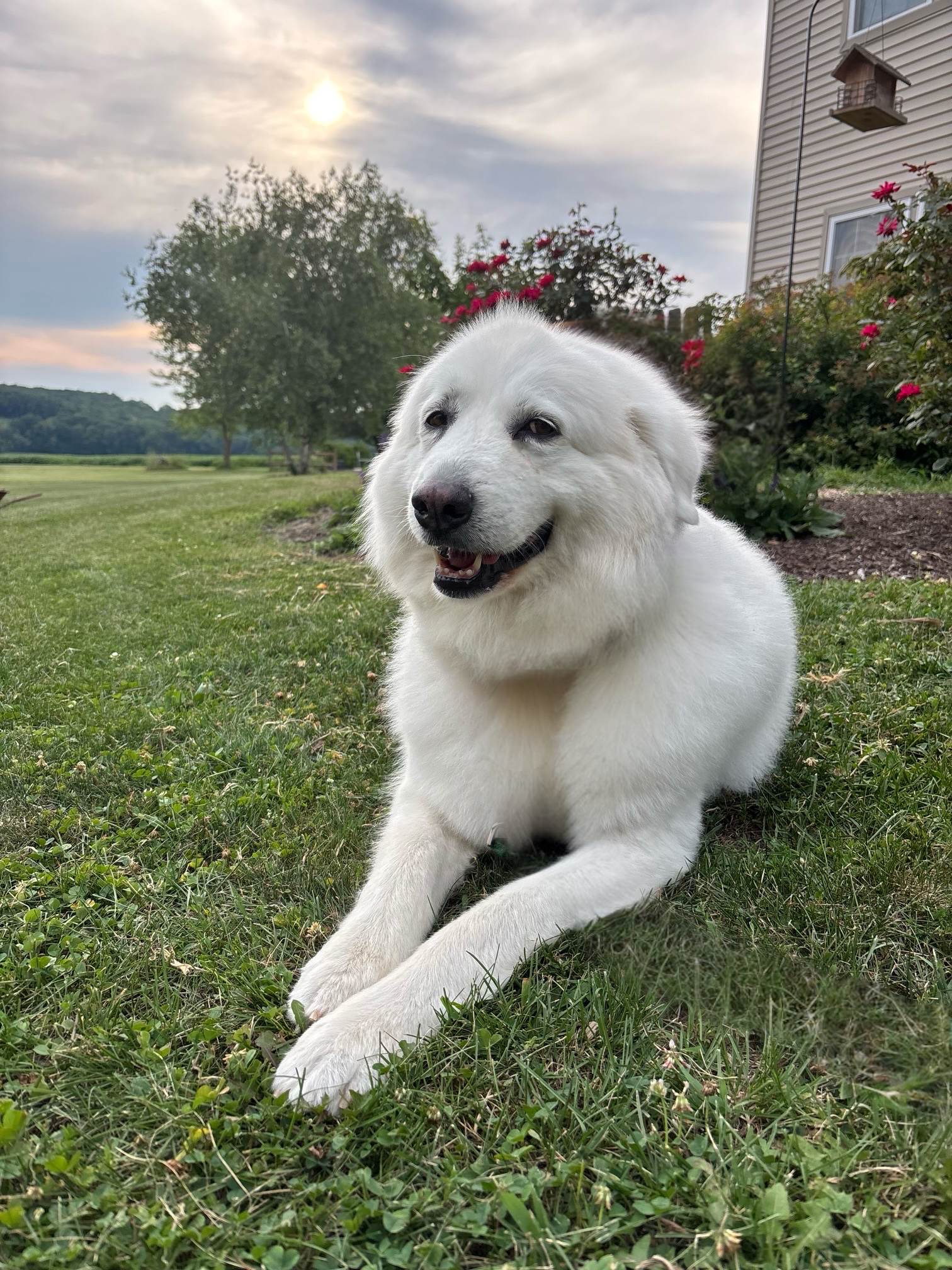 Sugar Honey, dog