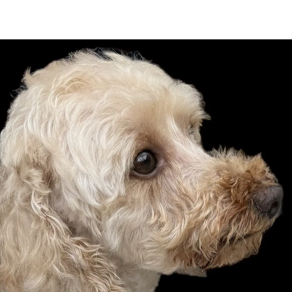 Pippi image 2