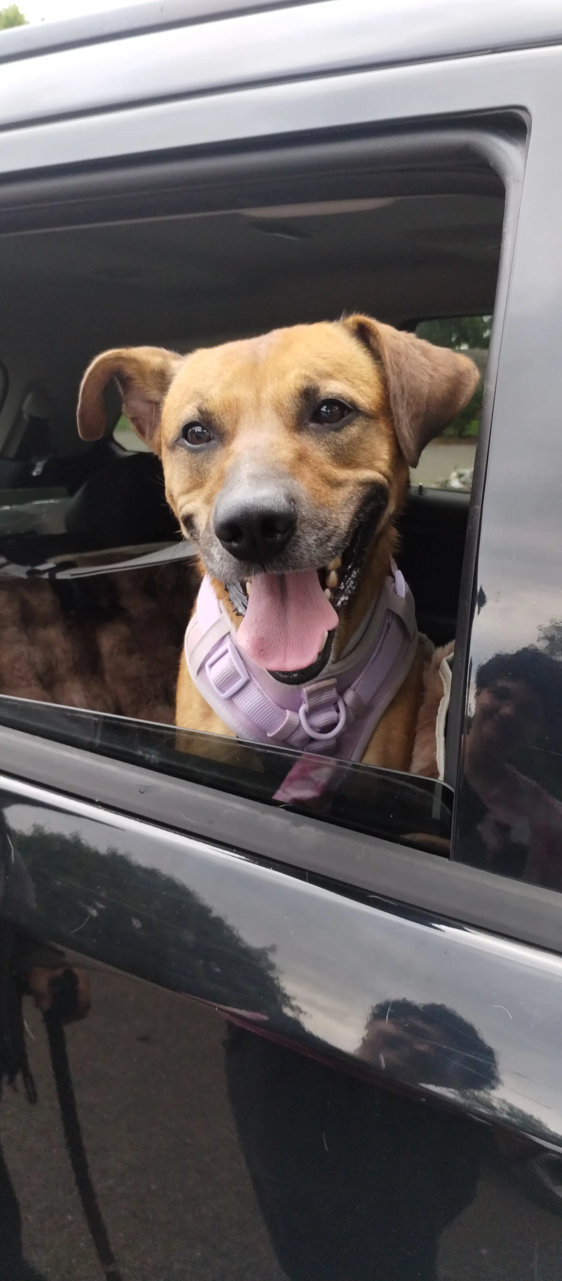 Brantley - Terrier