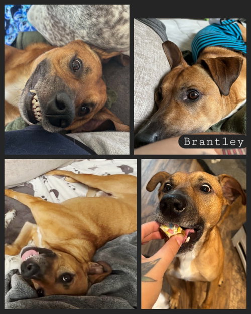 Photo 5 of Brantley