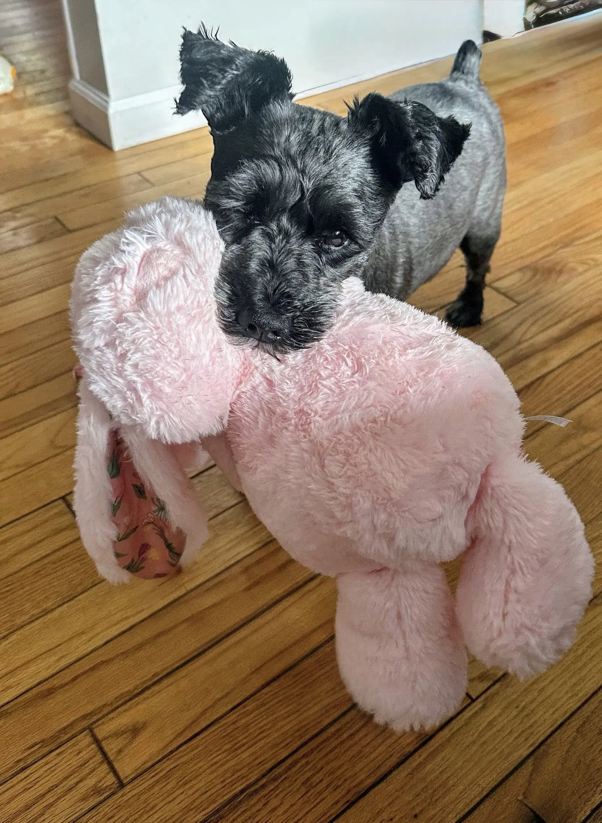 Leo Debarkio - Schnauzer