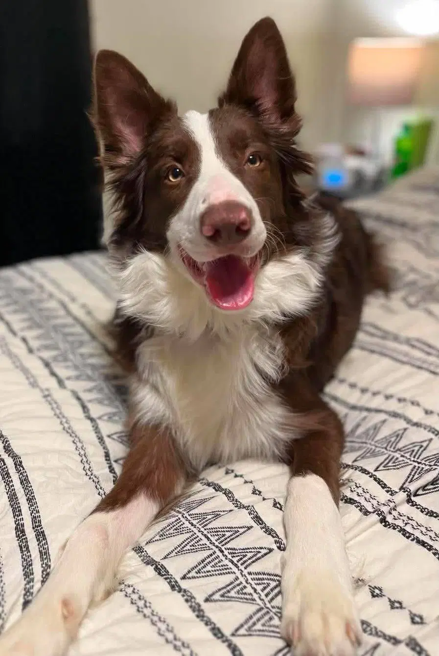 Eddy - Border Collie