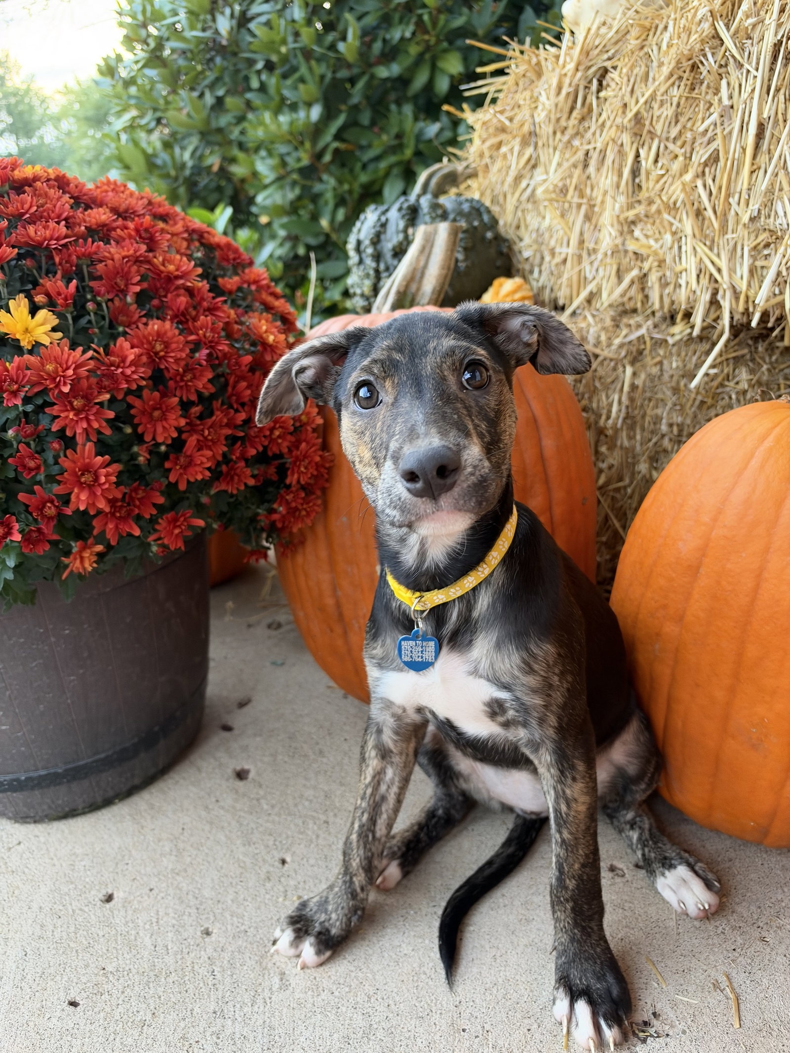 Candy Litter:  Twizzler, Labrador Retriever