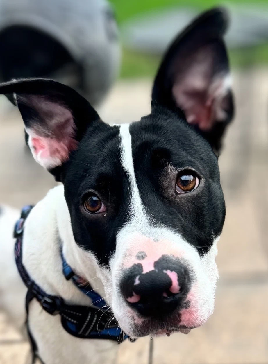 Rocco James