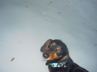 Maxwell