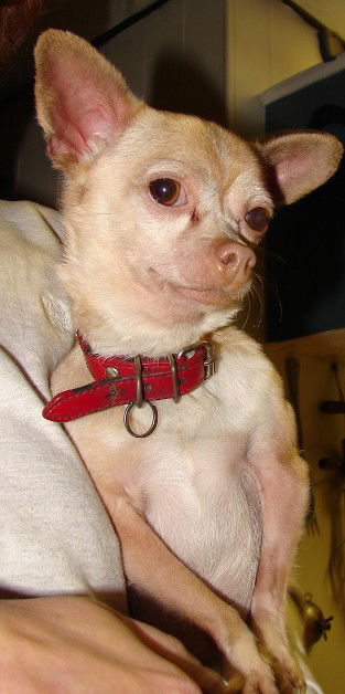 Mico