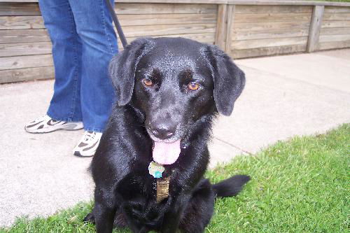Stella