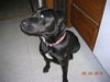 Tess