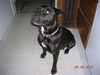 Tess