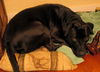 Tess