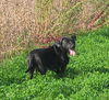 Tess