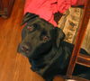 Tess