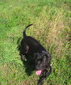 Tess