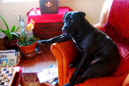 Tess