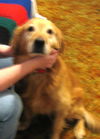 Buddy Boy