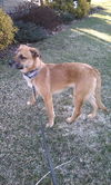 Stella Dora