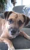 Stella Dora