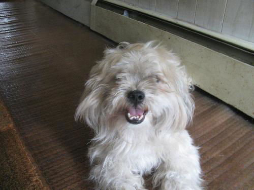 Sprocket