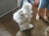 Sprocket
