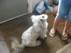 Sprocket
