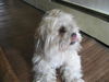 Sprocket
