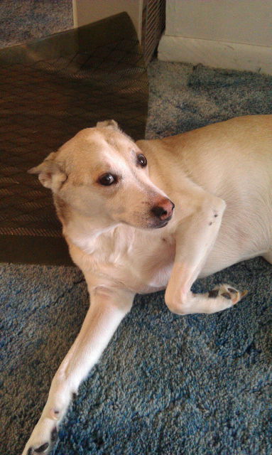 Bubba