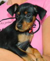Willow