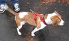 Snoopy