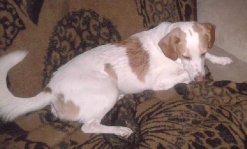 Buddy B