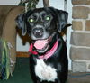 Sheena