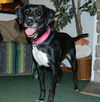 Sheena