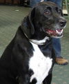 Sheena