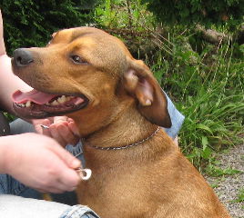 Bruno