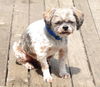Blue (Boo Boo)
