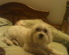 Winston