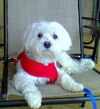 Winston
