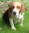 Buddy Lee