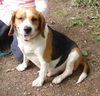 Buddy Lee